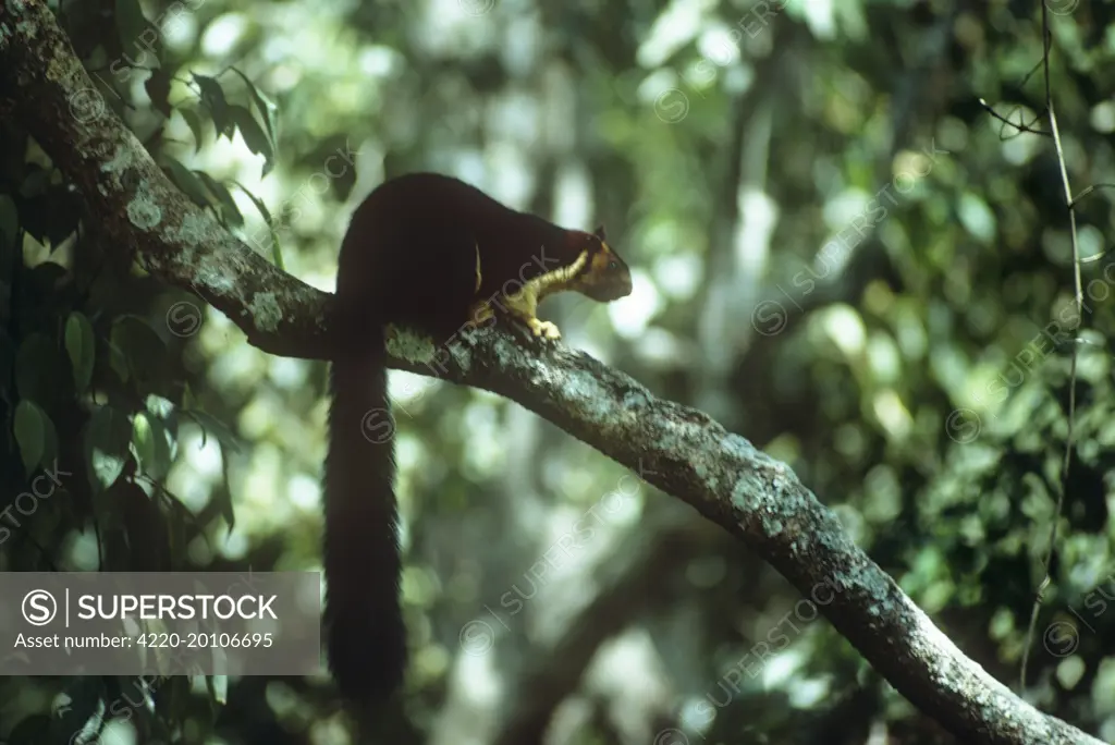 Indian / Malabar Giant Squirrel (Ratufa indica)