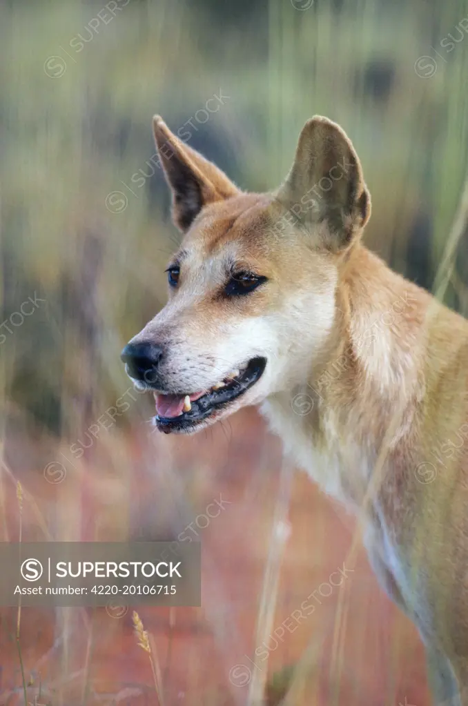 DINGO (Canis familiaris dingo). Australia.