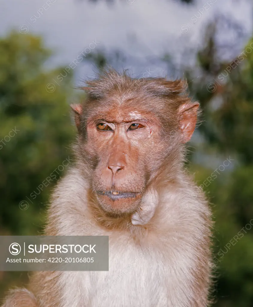 Bonnet Macaque Monkey (Macaca radiata)