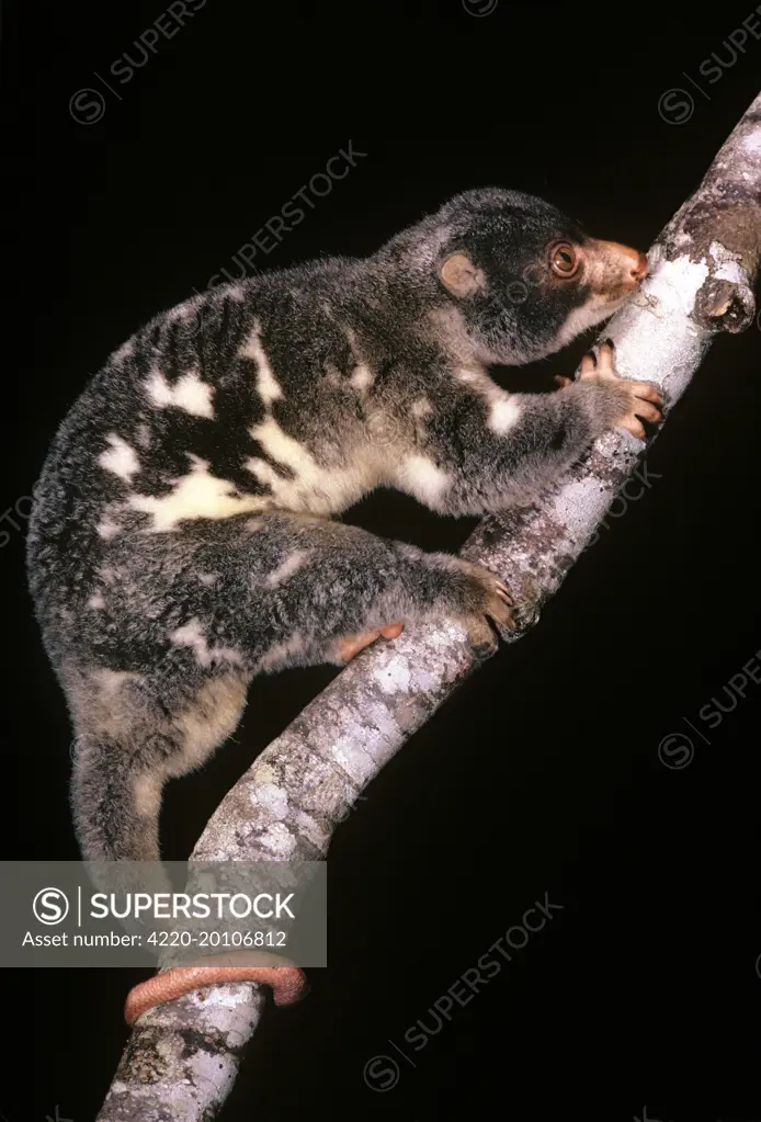 Spotted Cuscus  (Spilocuscus maculatus). rainforest - North Queesland.