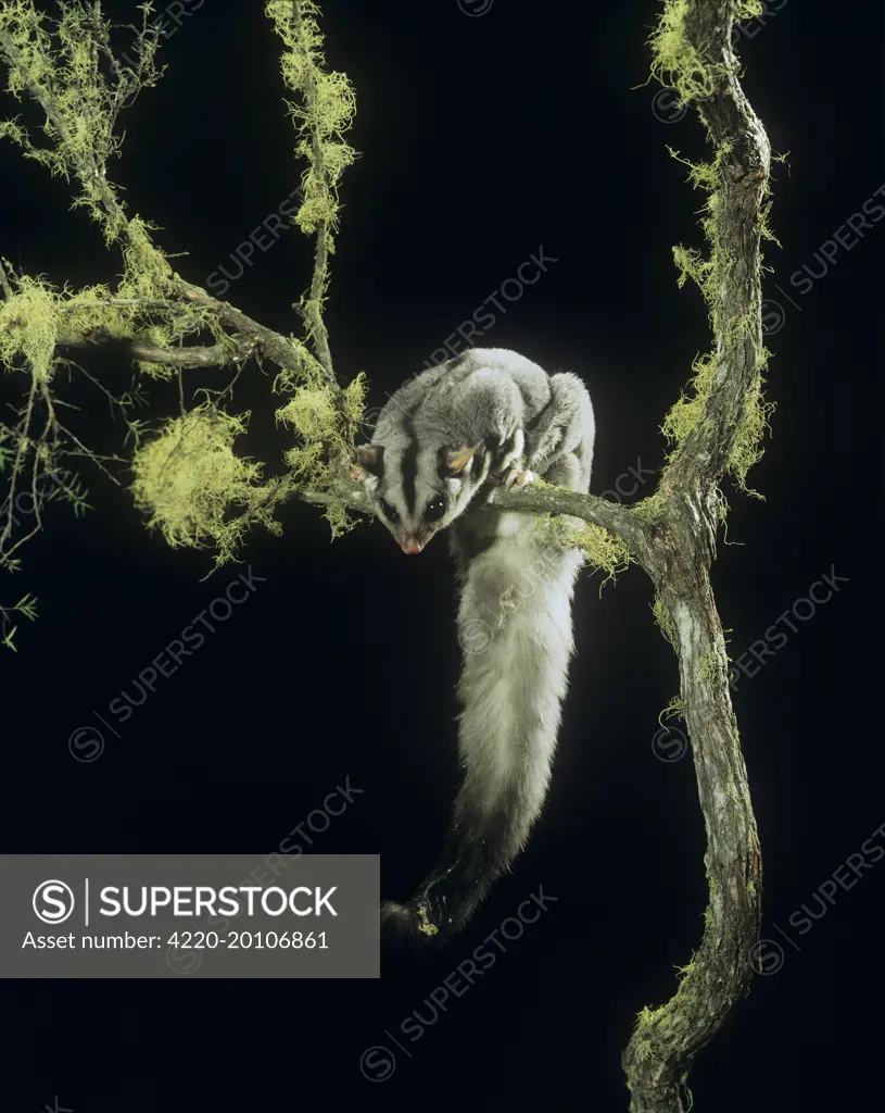 Squirrel Glider - perched on branch, showing underside of tail&#x2a0;(Petaurus norfolcensis). Eastern Australia.