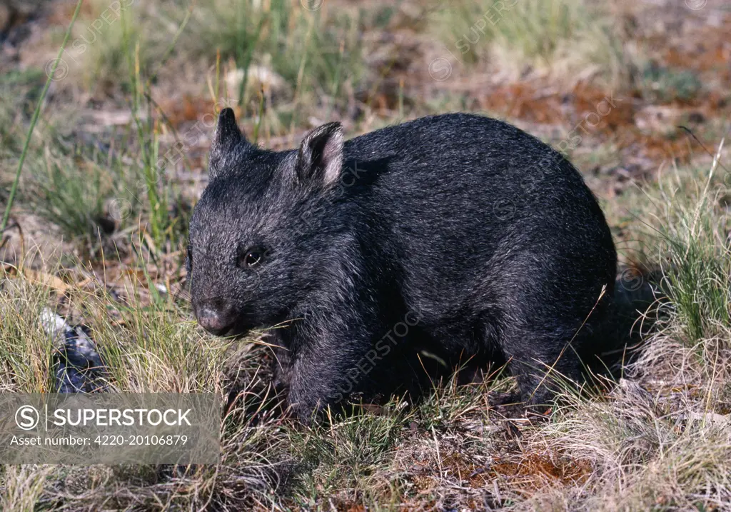 Wombat - 3 months old (Vombatus ursinus). Australia.
