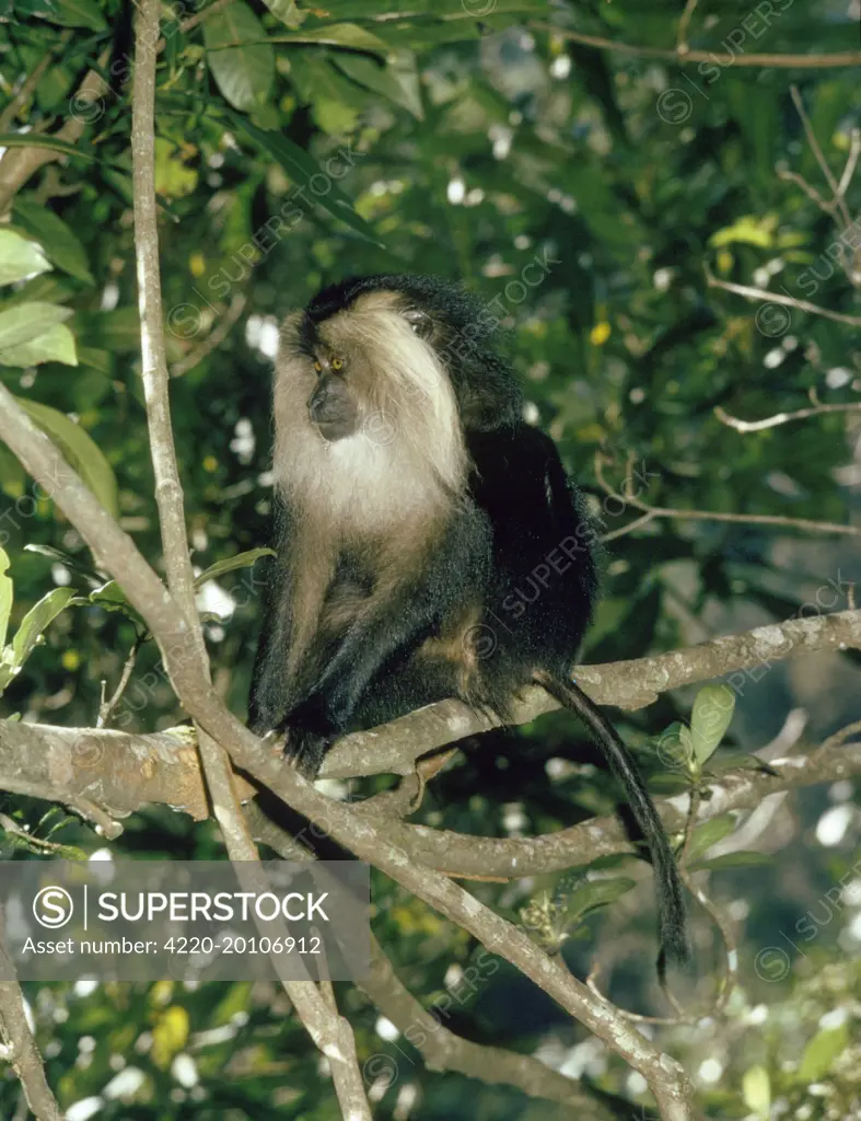 Lion-tailed Macaque (Macaca silenus). Southern India.
