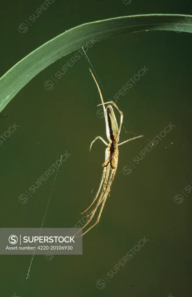 Long-sawed orb-weaver SPIDER  - on web (Tetraguatlia sp.). Eastern Australia.