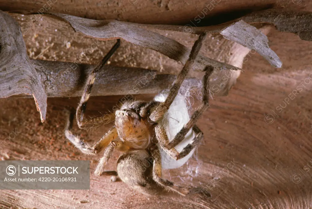 Huntsman Spider (Olios calligaster. Fm: Sparassidae). Protecting egg sack.