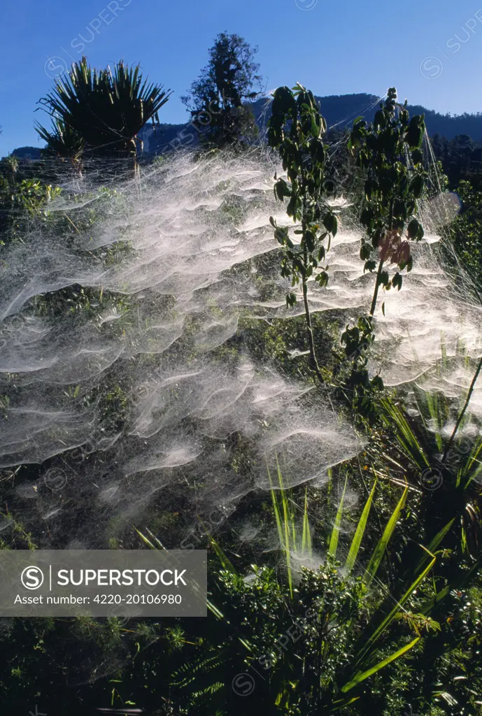 Communal Spiders Webs (Cyrtophora sp.). altitude 3000 m, Southern Highlands, Papua New Guinea.