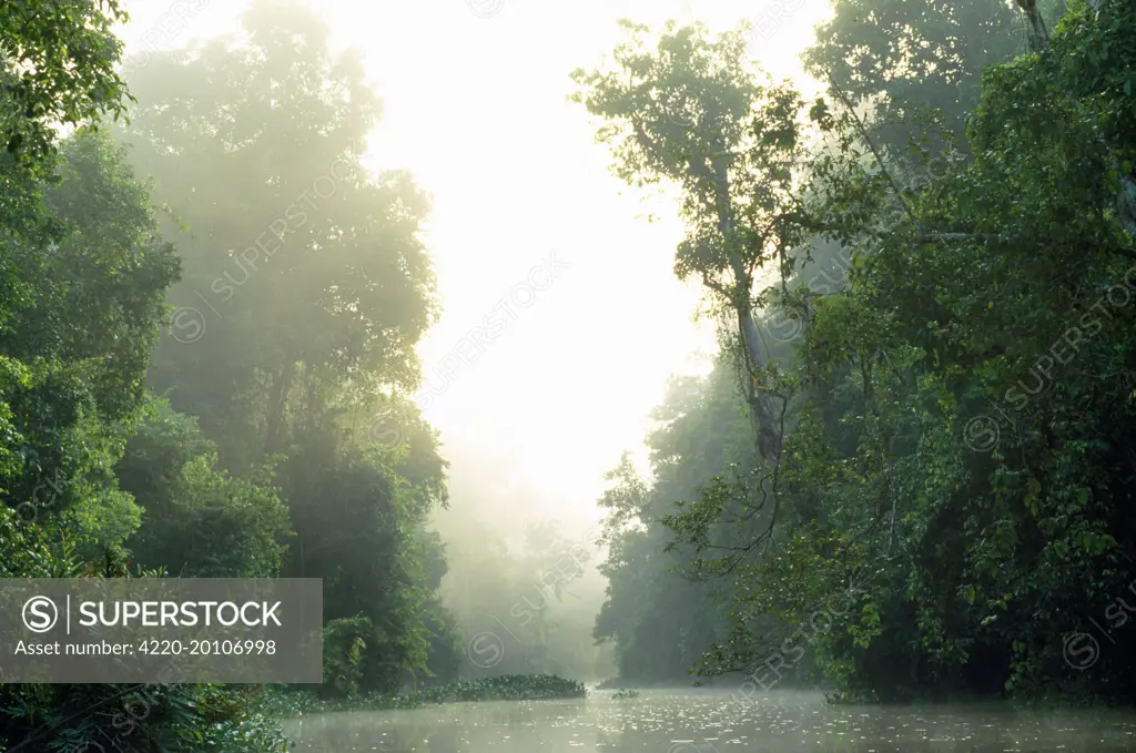 Sabah - rainforest. Borneo Malaysia.