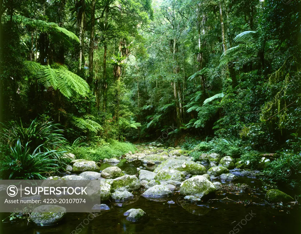 Brindle Creek: subtropical rainforest . Border Ranges National Park, northern New South Wales, Australia.