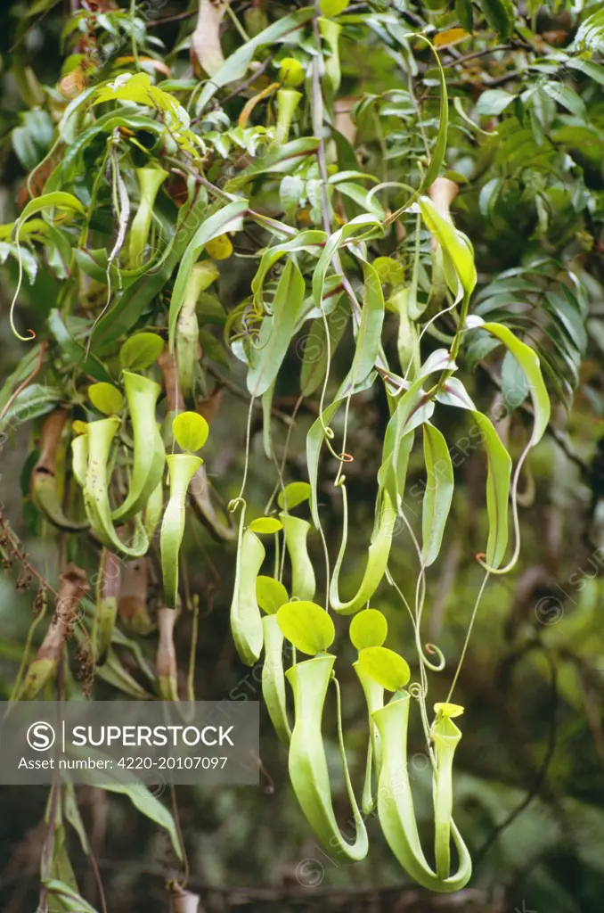 Reinwardt&#x573; PITCHER PLANT - Aerial pitchers (Nepenthes reinwardtiana). Distribution: Borneo, Sumatra.