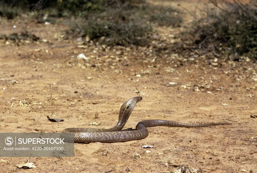 Asiatic / Indian Cobra (Naja naja)