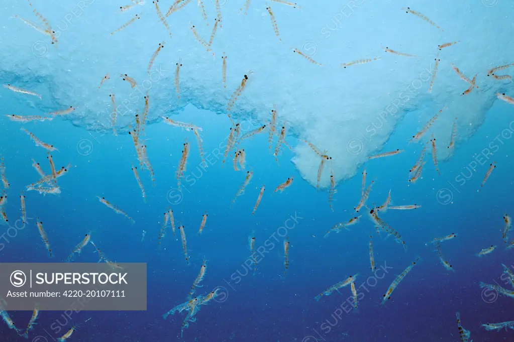 Antarctic Krill Shoal (Euphausia superba crustacea)