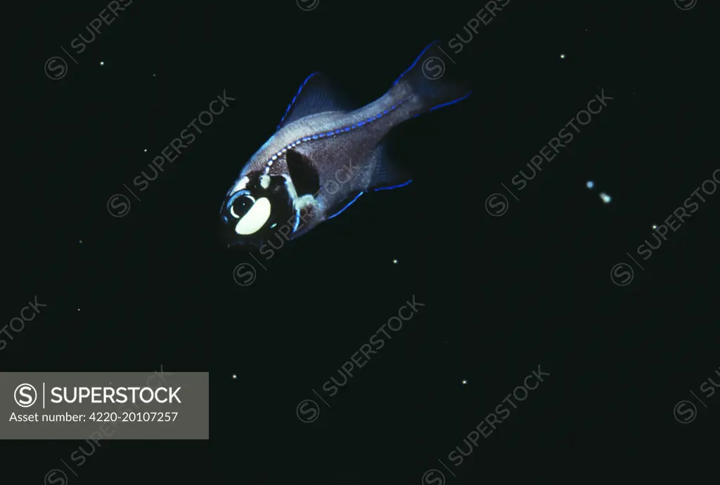 FLASHLIGHT FISH - Light on (Photobletheron). night. S. W. Pacific.