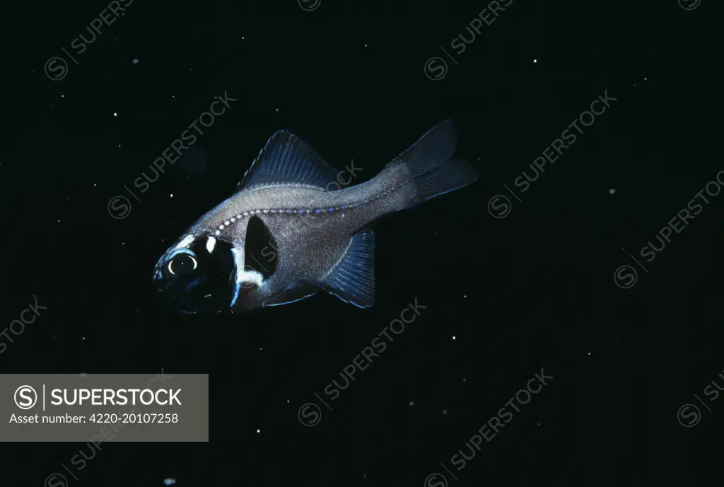 FLASHLIGHT FISH - Light off (Photobletheron). night. S. W. Pacific.