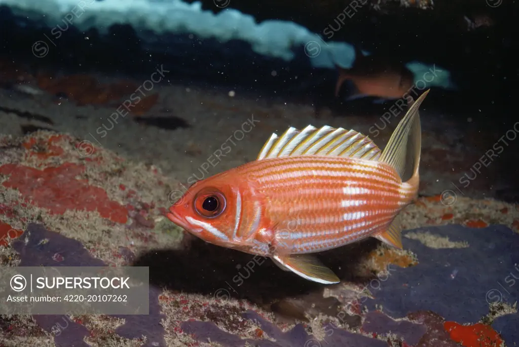 SQUIRREL FISH (Holocentrus rufus). Caribbean.