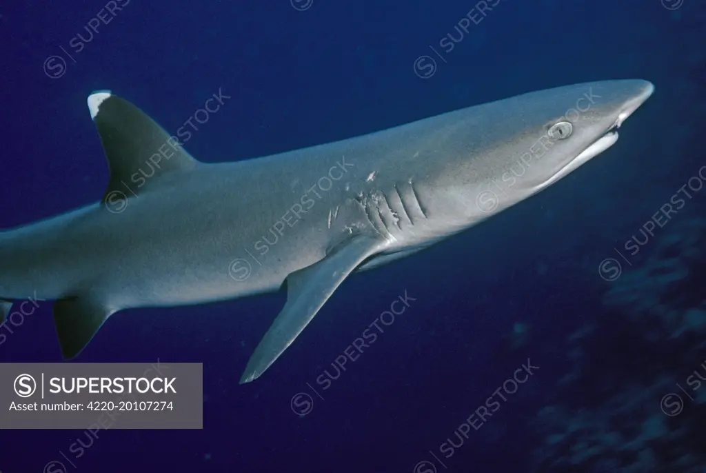 Whitetip / white-tip Reef Shark - showing mating scars (Triaenodon obesus)