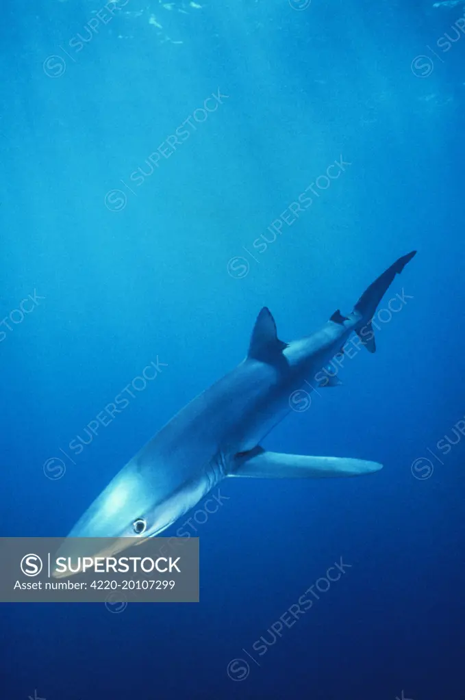 Blue Shark (Prionace glauca). Atlantic.