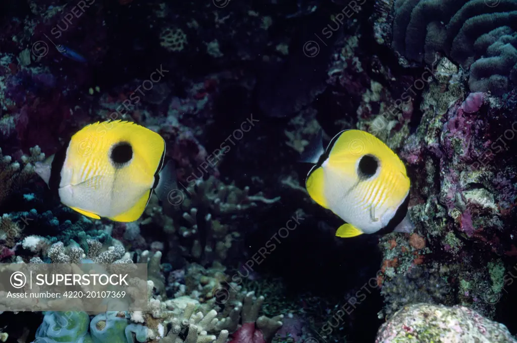 Butterfly Fish (Chaetodon unimaculatus). Indo Pacific.