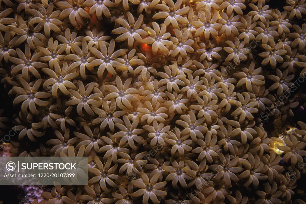 Organ Pipe Coral (Tubipora musica). Indo Pacific.