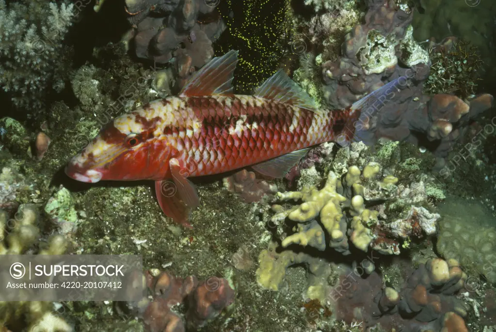 Goat Fish - sleeping (Parupeneus multifasciatus). Indo pacific - Papua New Guinea.