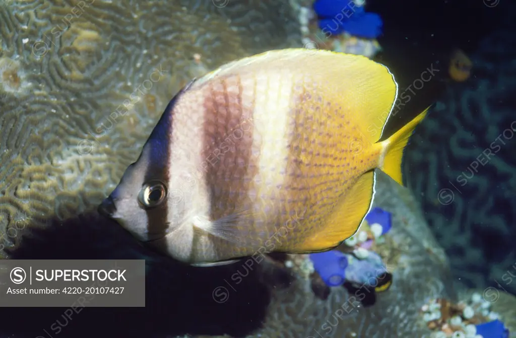 Klein's Butterfly Fish (Chaetodon kleinii). Indo Pacific.