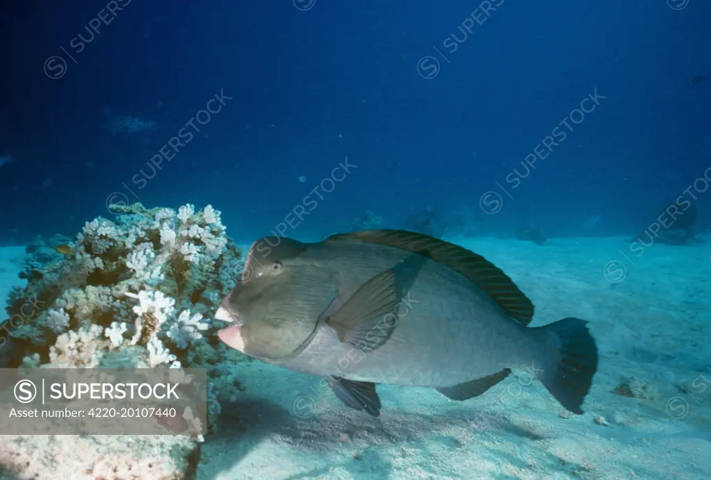 Humphead Parrotfish - Also known as: bumphead parrotfish, giant humphead parrotfish and green humphead parrotfish.feeding on coral (Bolbometopon muricatum ). Indo-Pacific.