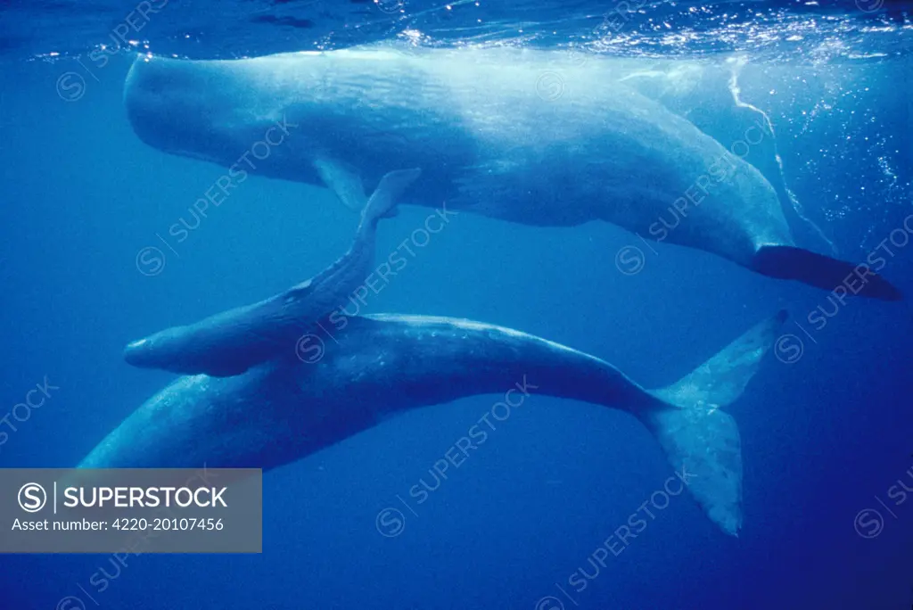 SPERM WHALES  - Mother, daughters &amp; new calf (Physeter catodon  Physeter macroephalus). Azores.