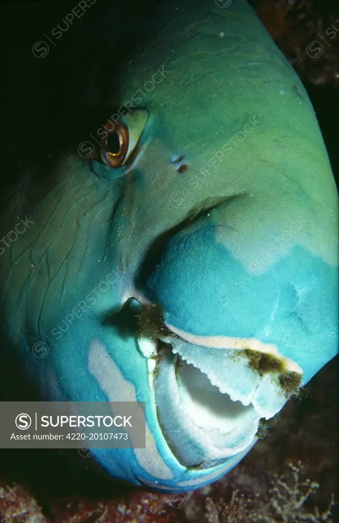 Steephead Parrot Fish - male (Scarus altipinnis). Great Barrier Reef, Australia.