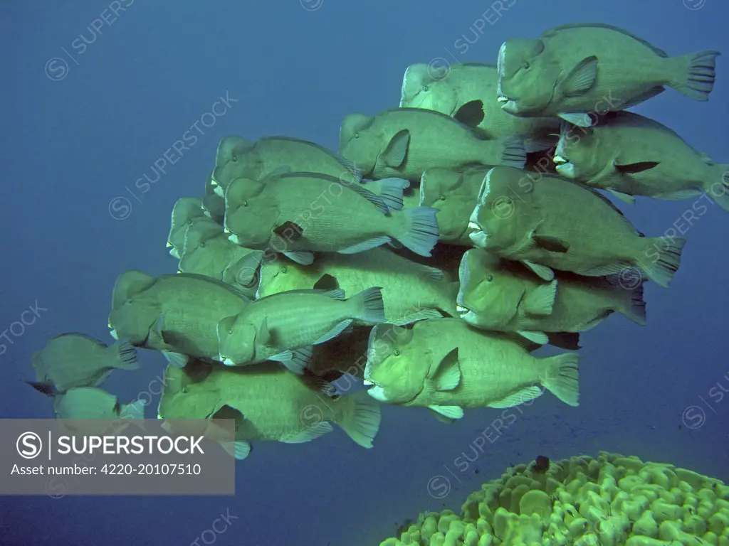 Double-headed / Bumphead / Green Humphead / Giant PARROTFISH - school (Bolbometopon muricatum). Raine Island. Great Barrier Reef. Australia. The largest of their species in the world. School clumping together in a family group. This type of behavour is very rarely seen.
