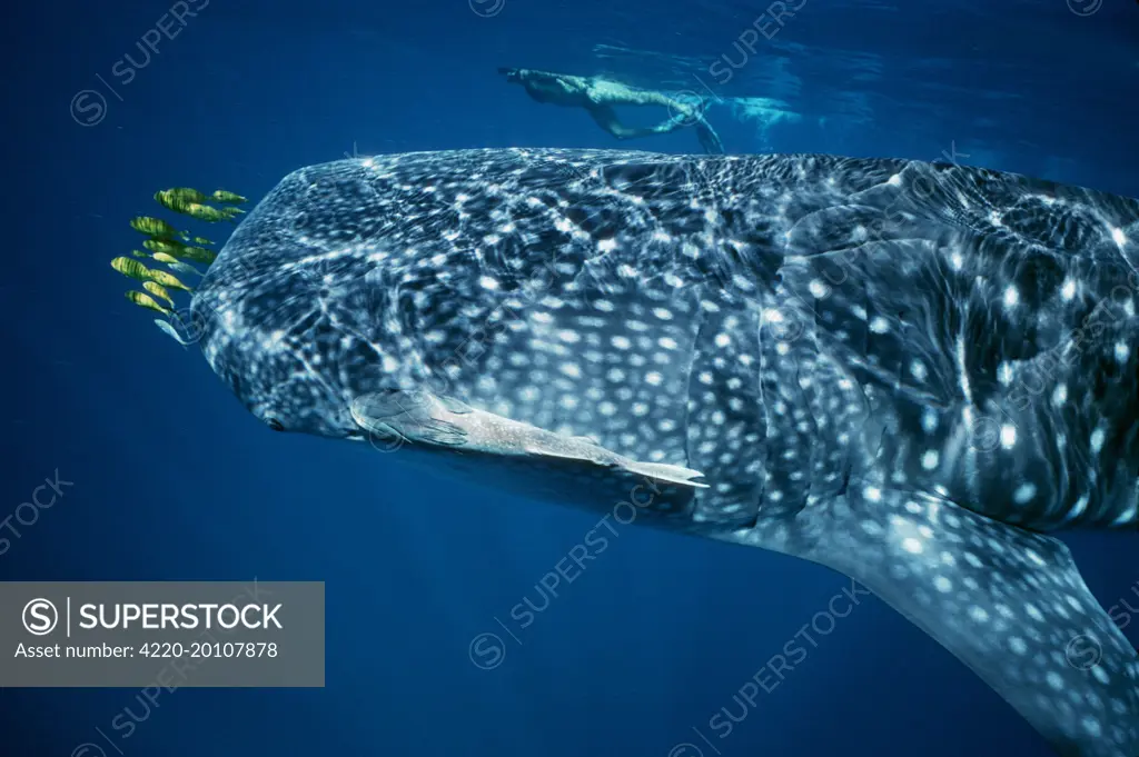 Whale Shark - with pilot fish and Remora / Sucker Fish and with snorkeller.  This shark bears the healed wounds of having been hit by a large boat in  past years. (Rhincodon