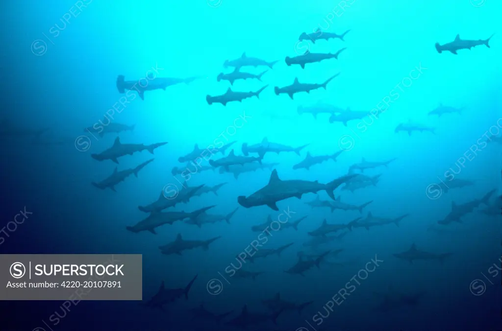 Scalloped Hammerhead Sharks - Looking up to see hundreds of Hammerheads going past. They are not agressive at humans. (Sphyrna lewini). Galapagos Islands, Equador.