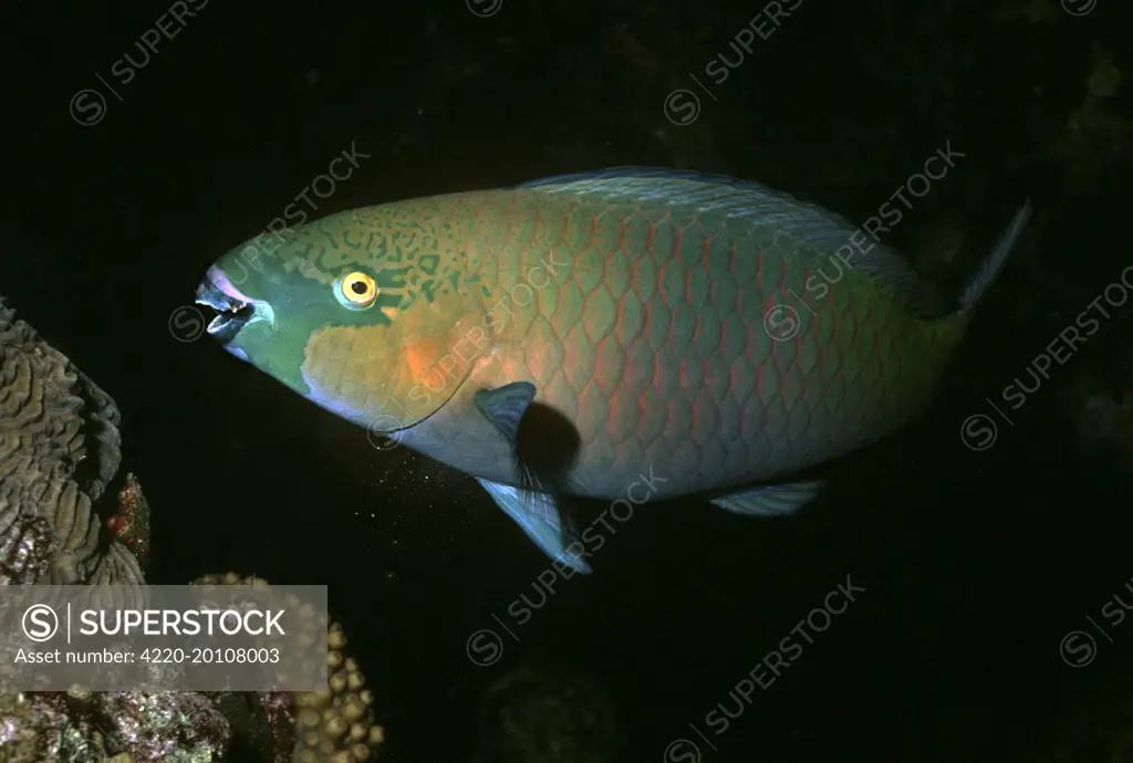 Parrotfish - A male Parrotfish releasing sand from it's gills after eating coral to absorb the algae. (Scarus sp.). Great Barrier Reef. Australia.