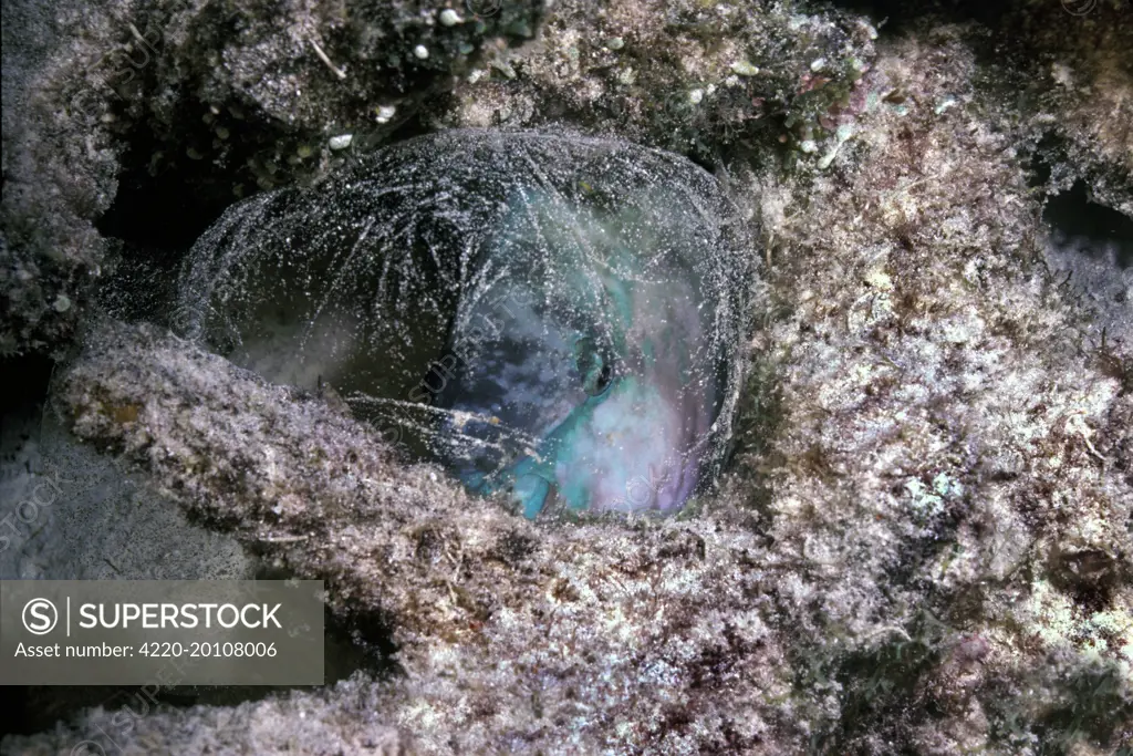 Parrotfish - sleeping in the safety of its sand spotted mucus cocoon (Scarus sp.). Heron Island, Great Barrier Reef. The cocoon is made from the mucus coating on the fishes scales and  gives it protection from  other creatures while it sleeps.