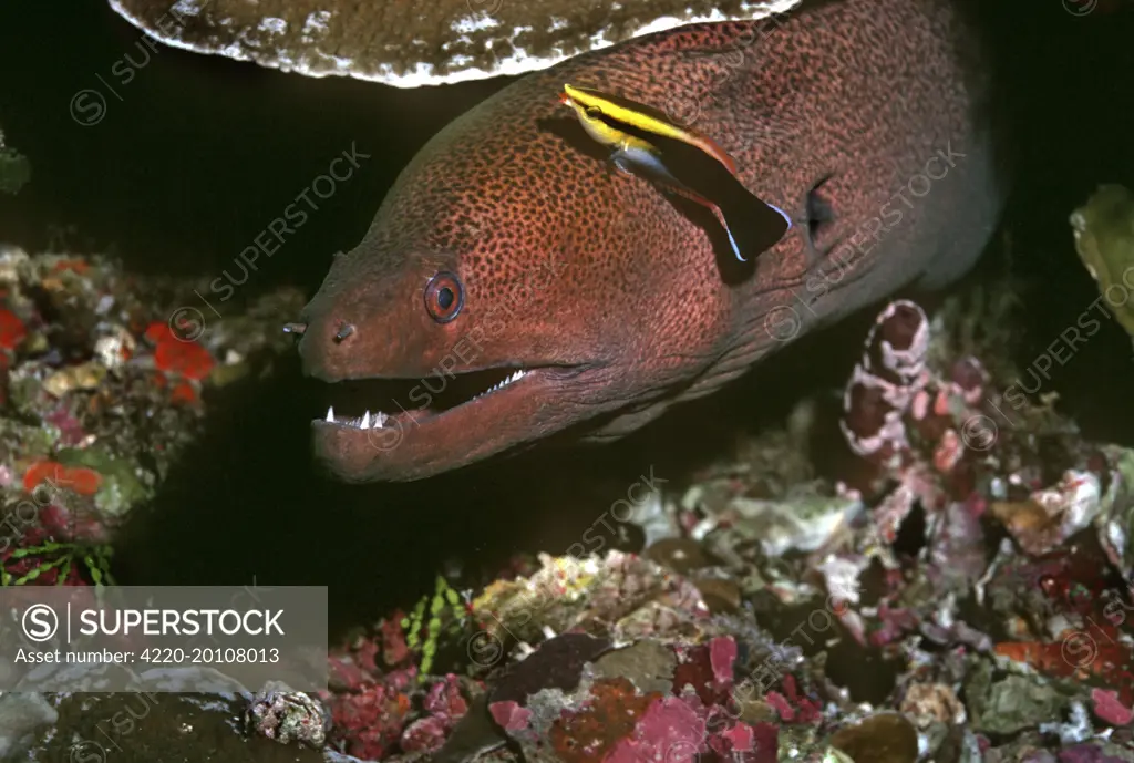 Moray Eel and Cleaner Wrasse (Labroides sp) (Gymnothorax flavimarginatus). Indonesia.  Cleaner wrasse are the barbers of the reef. Here we see a wrasse nipping parasites from a moray eel. The little fish is in no danger, it performs a service for the eel and at the same time gets itself a meal. The cleaner wrasse in this picture is very different to any other we have seen.