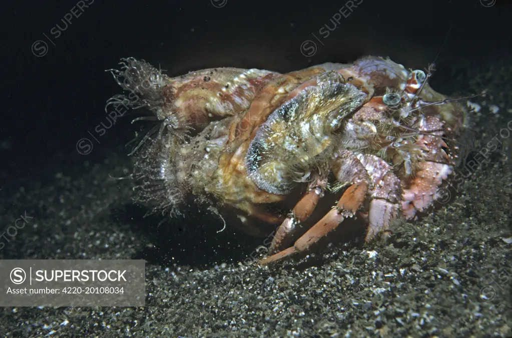 Anemone Hermit crab - lacking a hard shell of its own the hermit crab makes its home in a vacant shell. As a disguise it plants stinging anemones on its shell. When danger threatens it retreats into the borrowed shell for protection. (Dardanus pedunculatus). Indonesia.