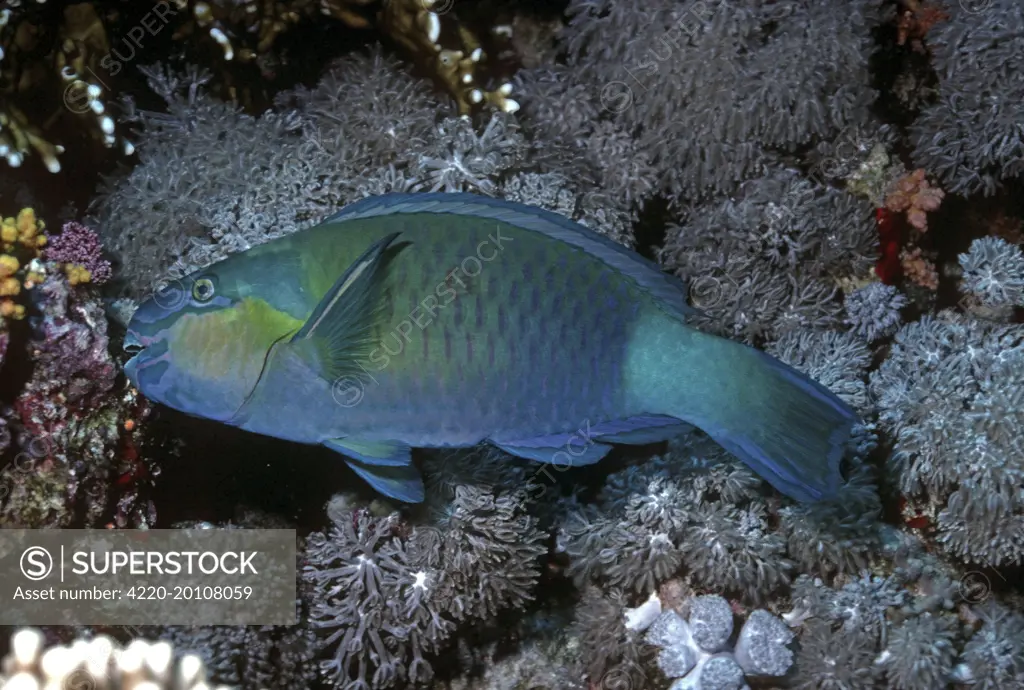 Bridled Parrotfish - male feeding on coral. (Scarus frenatus.). Papua New Guinea.