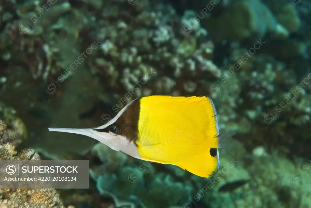 Longnose Butterflyfish - Sometime seen coloured all black these fish feed on small invertebrates (Forcipiger longirostris). Papua New Guinea.