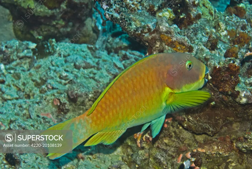 Parrotfish - Carrying away a piece of what looks like coral in it's mouth. Very unusual behavour. (Chlorurus microrhinos). Papua New Guinea.