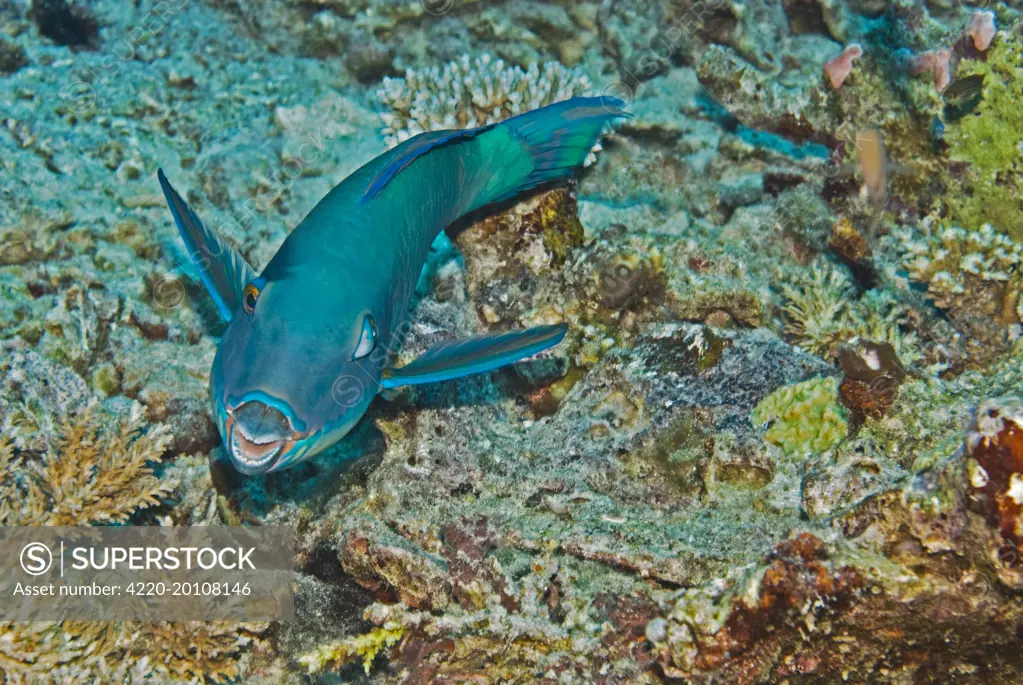 Redtail Parrotfish - One of the most wary of parrotfishes, The terminal male is bright yellow with pink touches. Note how one eye looks at the photographer and the other towards the rear (Chlorurus japanensis). Papua New Guinea.
