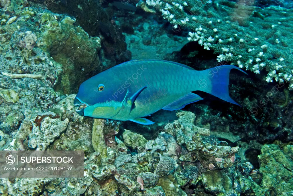 Parrotfish - male (Scarus gibbus). Papua New Guinea. At night this fish sleeps in a self made mucus bubble as a protection against predators.