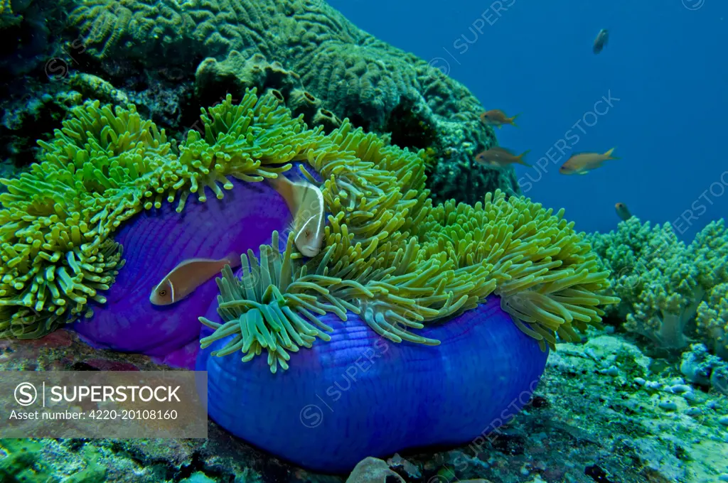 Pink Anemonefish - around an unsually bright blue sea anemone (heteractis magnifica) (Amphiprion perideraion). Papua New Guinea.