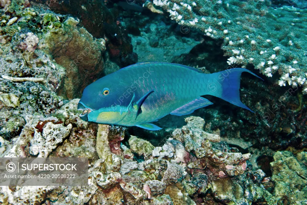Roundhead Parrotfish - male (Chlorurus strongycephalus). Papua New Guinea.  - SuperStock