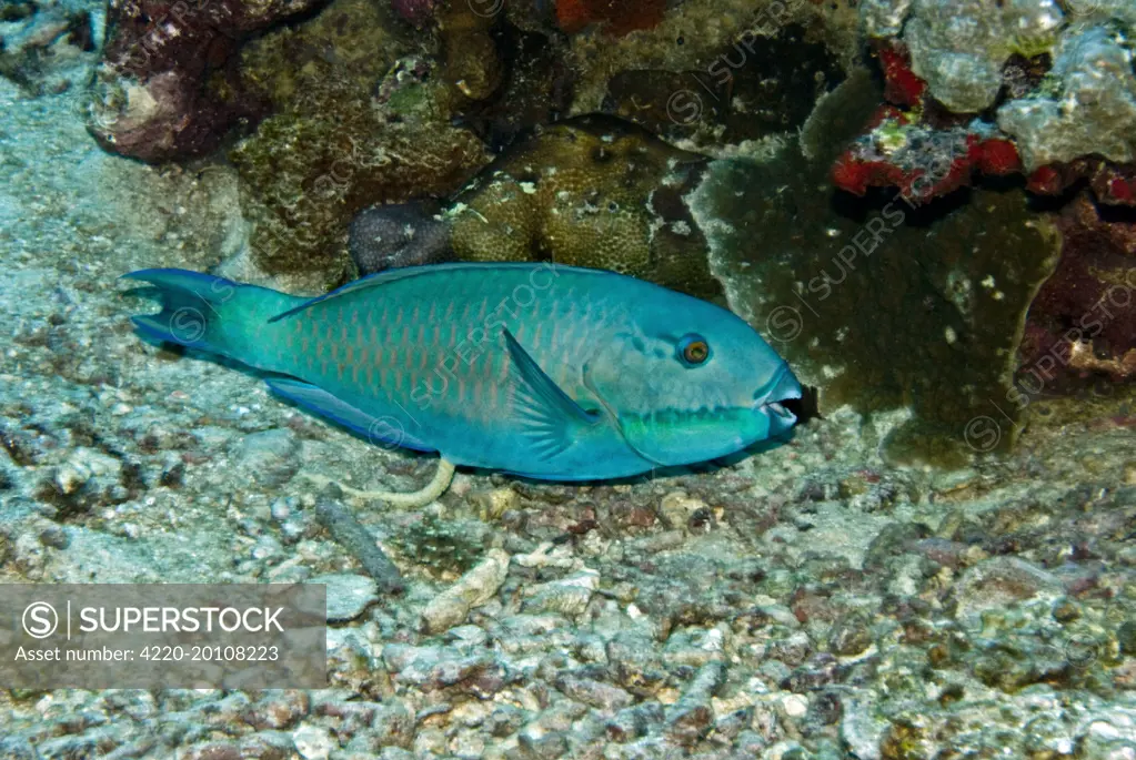 Parrotfish - excreting fetal matter (Scarus sp.). Papua New Guinea. possibly because it is going through a colour change this fish is impossible to identify.