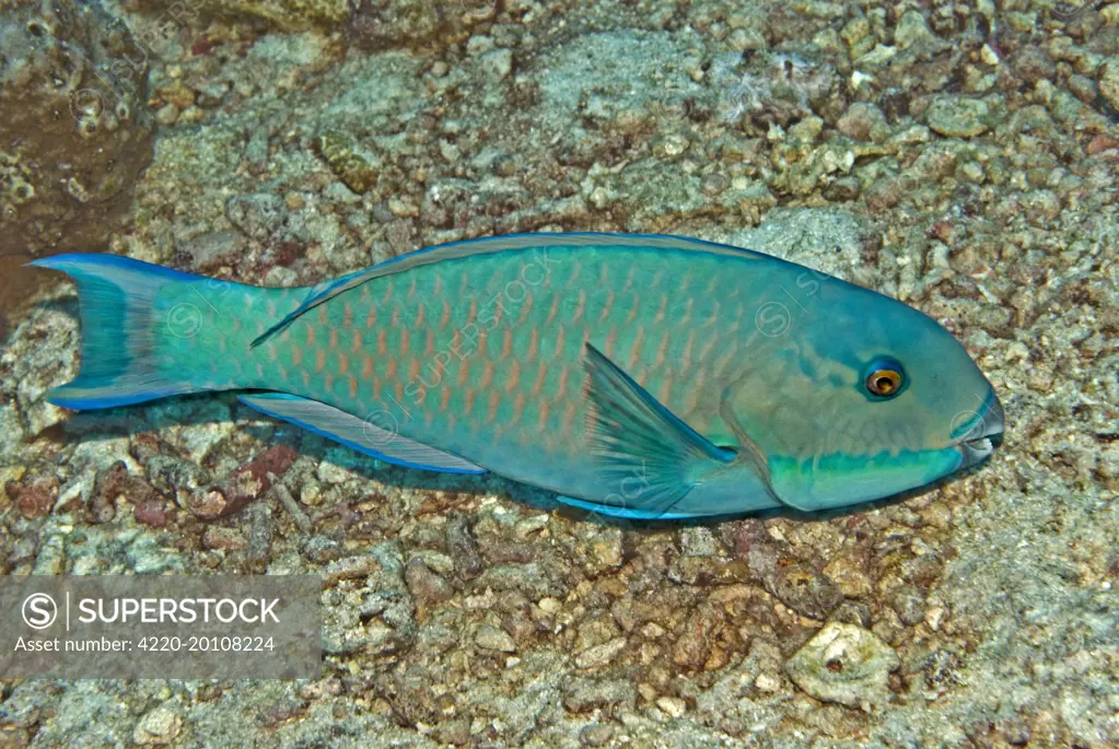 Parrotfish (Scarus sp.). Kimbi Bay - Papua New Guinea. possibly because it is going through a colour change this fish is impossible to identify. Note feeding marks on coral.