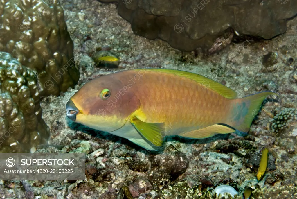 Parrotfish (Scarus sp.). Kimbi Bay, Papua New Guinea. possibly because it is going through a colour change this fish is impossible to identify. Note feeding marks on coral.