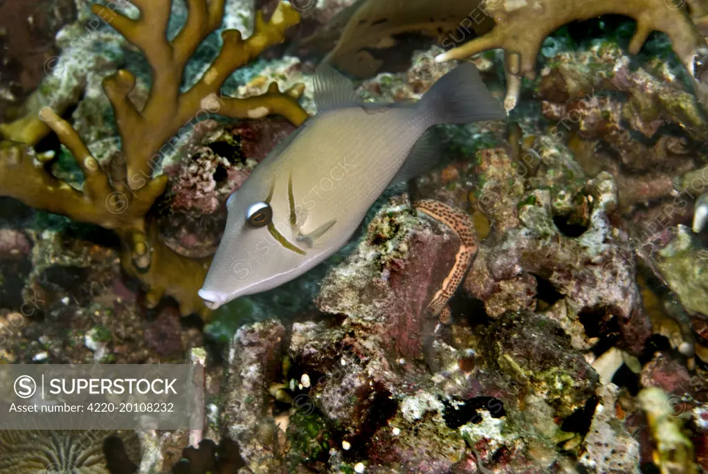 Scimitar Triggerfish - feeds on algae and detritus (Sufflamen bursa). Papua New Guinea.