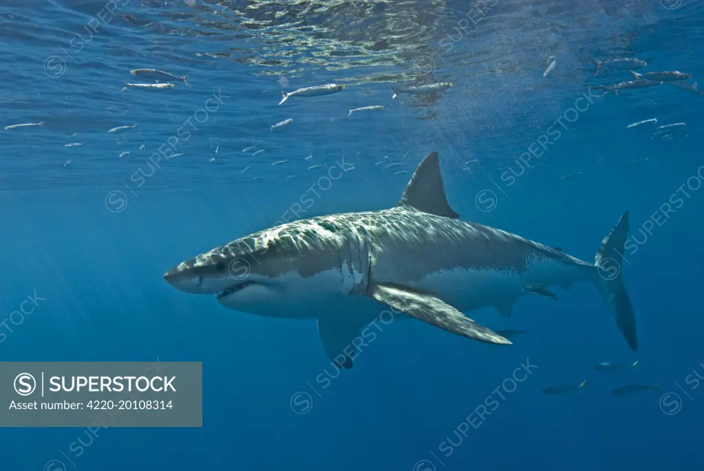 Great White Shark (Carcharodon carcharias). Mexico.
