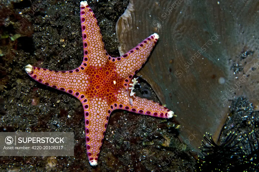 Starfish with Nudibranch (Chromodorididae-reliable chromodoris) - small nudibranch that has many ways of diplaying the same colours and patterns crawls over starfish (Fromia sp.  ). Indonesia.