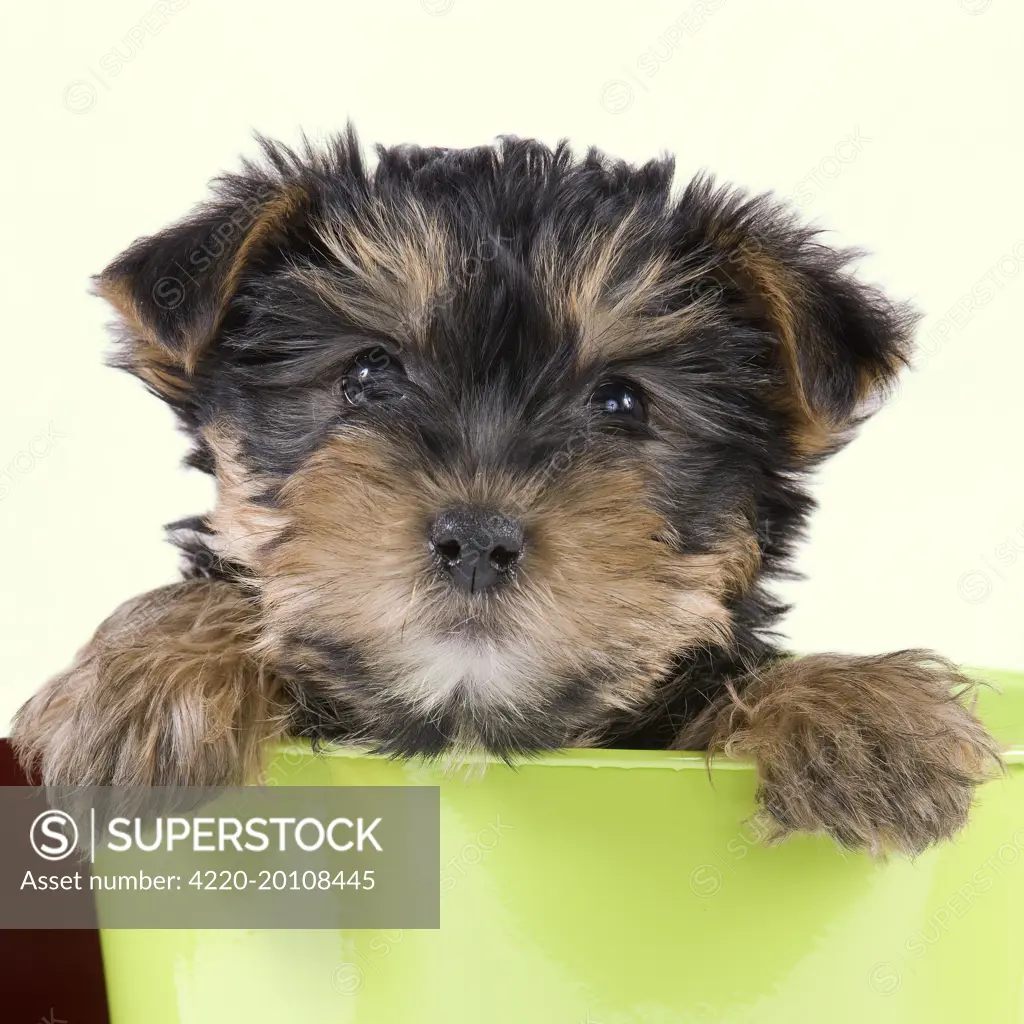 Dog - Yorkshire Terrier puppy - in flowerpot. YORKIE/S OR BROKEN-HAIRED SCOTTISH TERRIER.