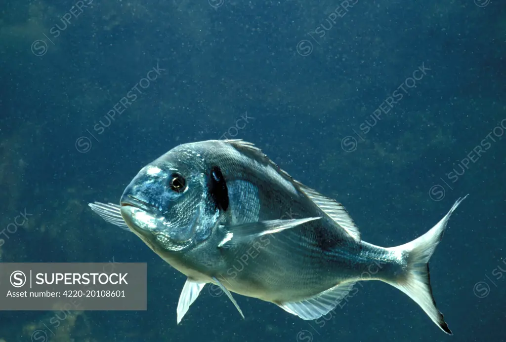 GILTHEAD Fish / Gilthead Seabream (Sparus auratus). Distribution: Atlantic and Mediterranean.