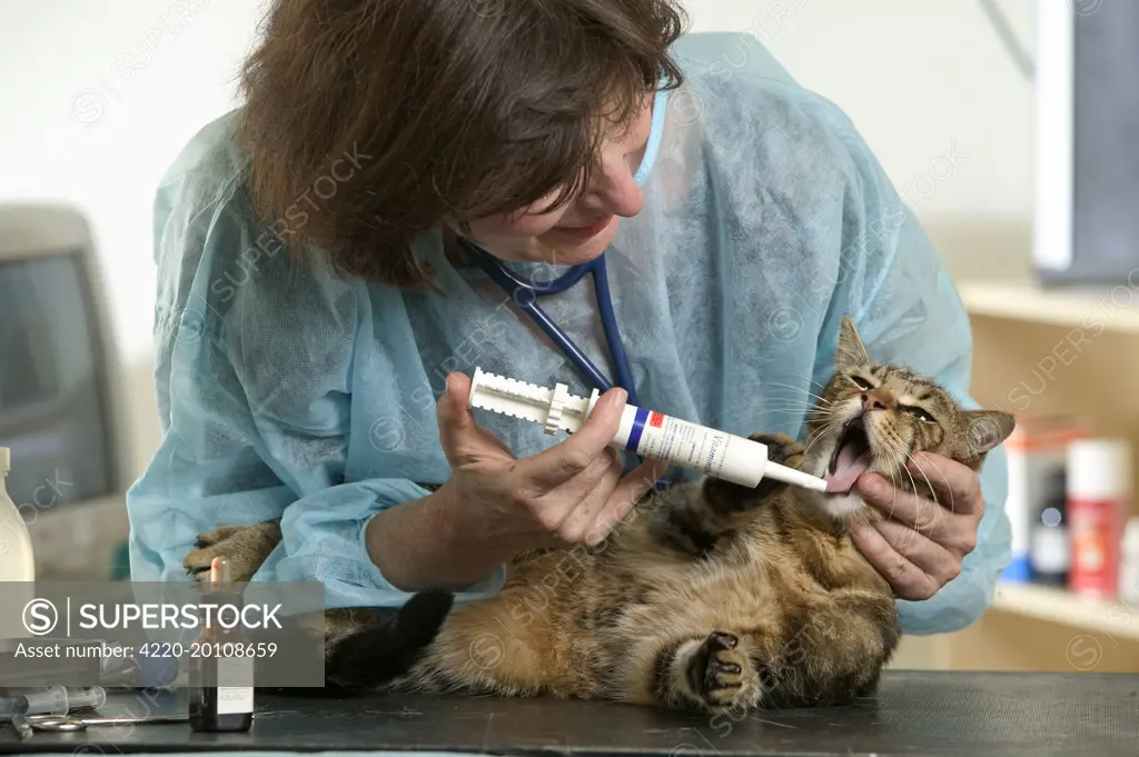 VET - inspecting Cat 